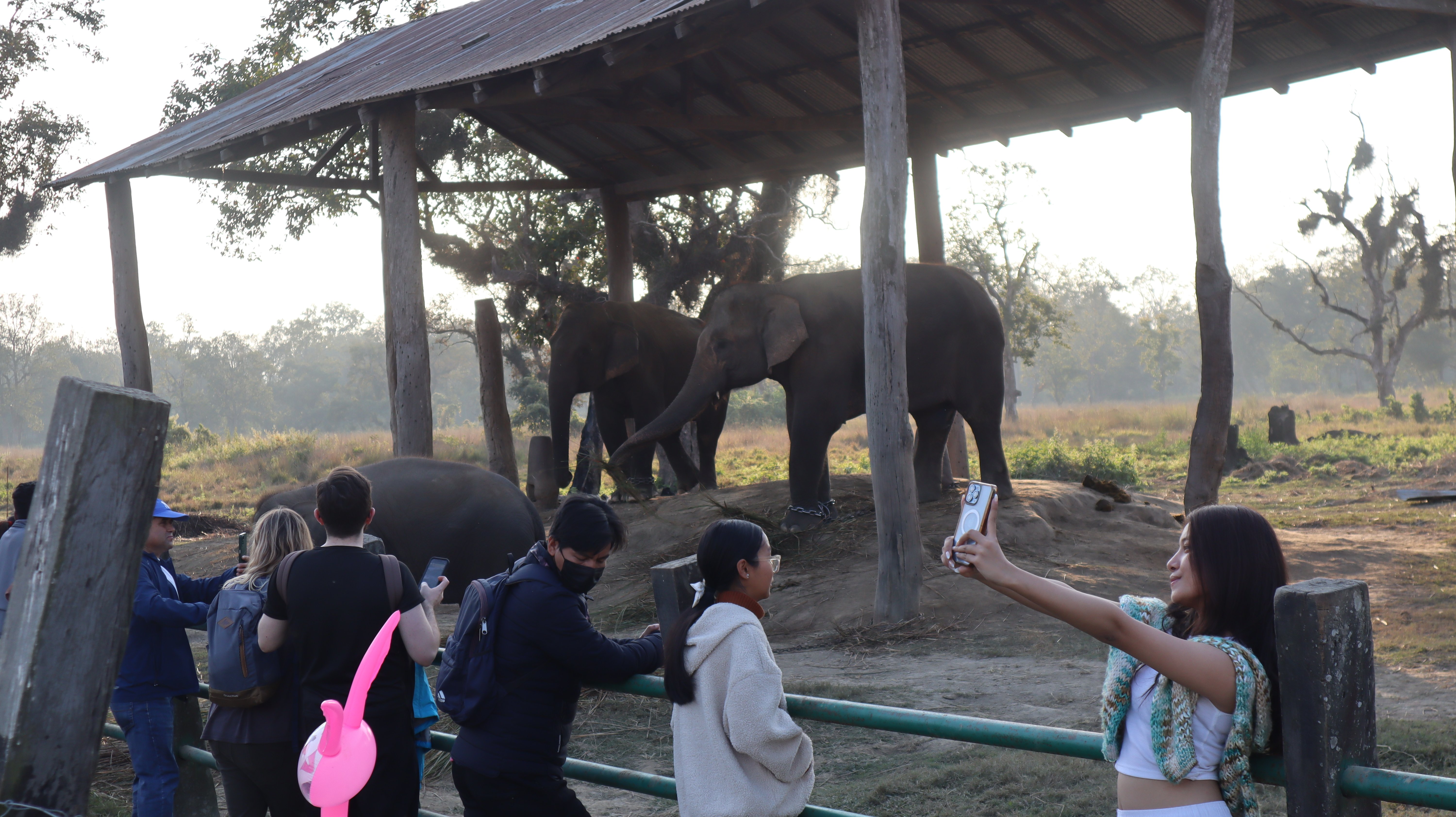 elephant chitwan (12).jpg